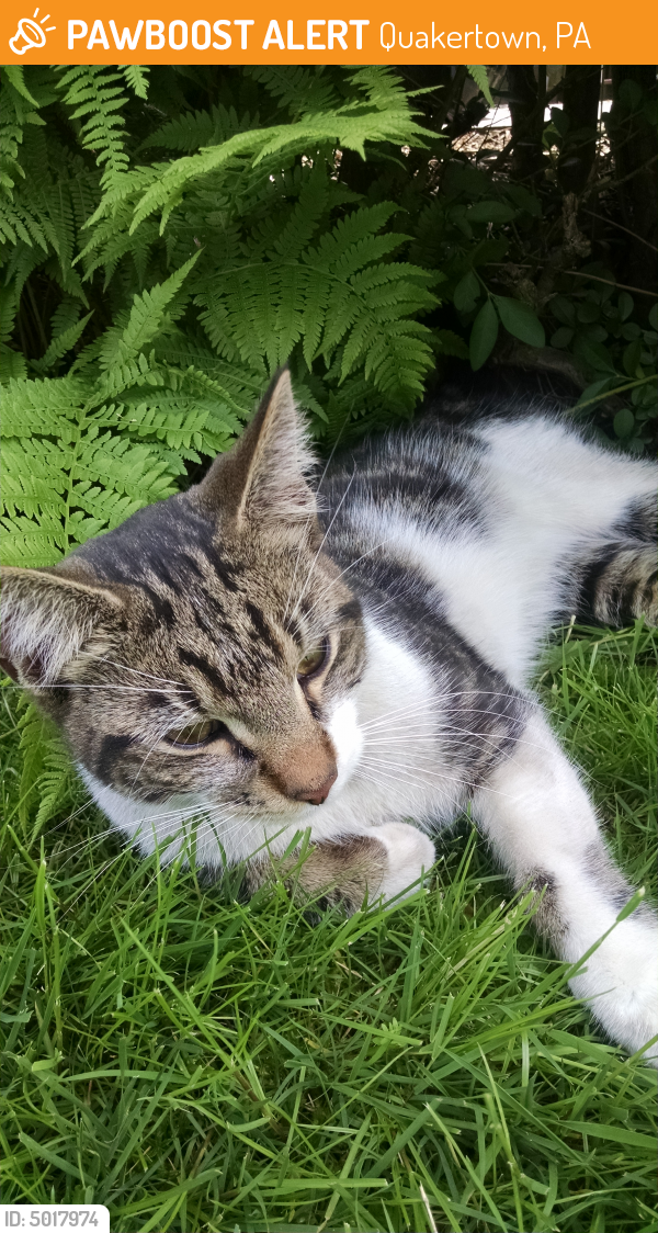 Rehomed Male Cat in Quakertown, PA 18951 (ID 5017974) PawBoost