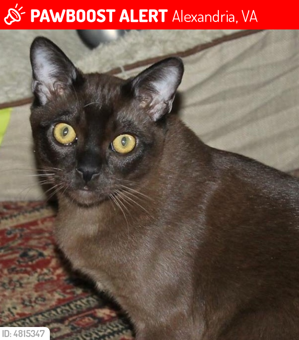 Lost Male Cat last seen Near Oakland Dr & Shadow Walk, Alexandria, VA 22310