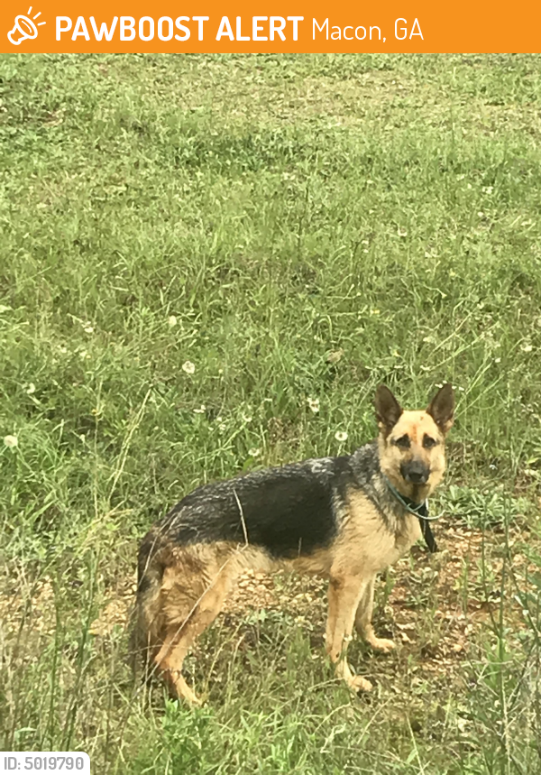 Found/Stray Unknown Dog last seen Near Natchez Trce & Dakota Trl, Macon, GA 31216