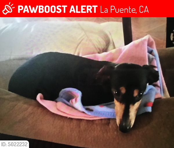Lost Female Dog last seen Near E Temple Ave & Orange Ave, La Puente, CA 91746