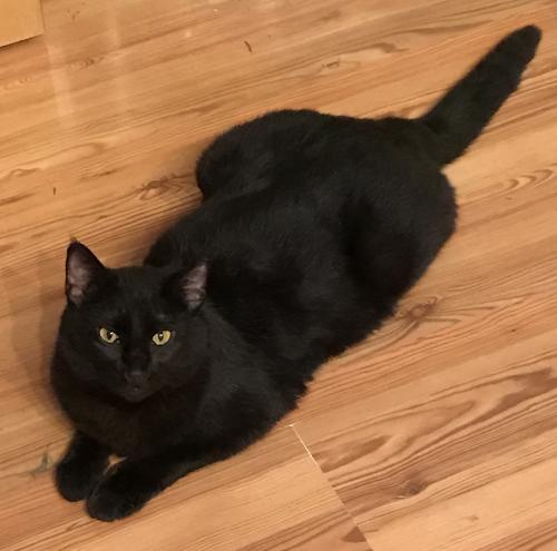 Lost Male Cat last seen Near 66th Ave NW & Rosedale, Gig Harbor, WA 98332