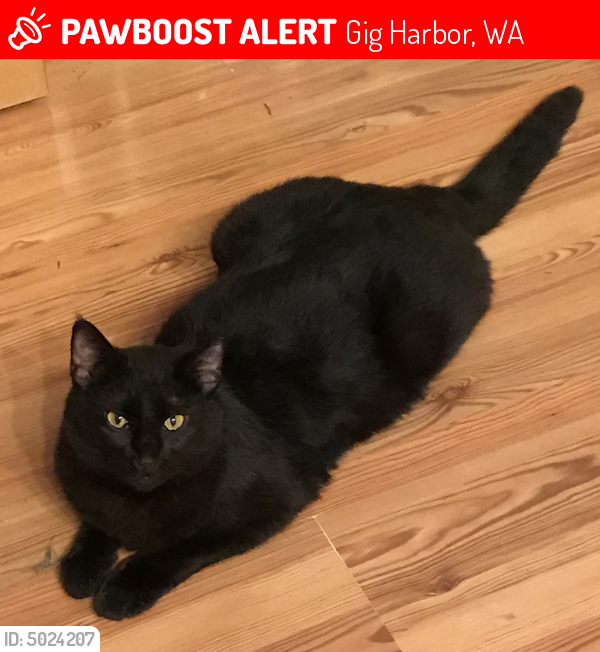 Lost Male Cat last seen Near 66th Ave NW & Rosedale, Gig Harbor, WA 98332
