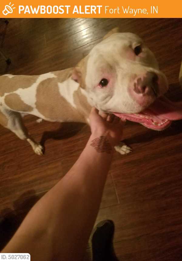 Found/Stray Male Dog last seen Near High St & Franklin Ave, Fort Wayne, IN 46808
