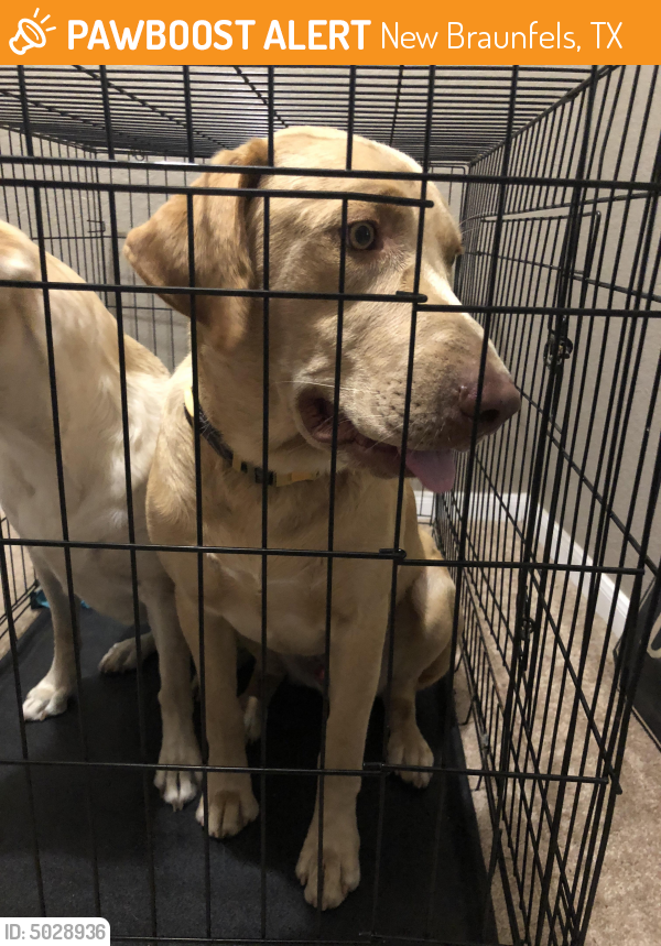 Found/Stray Male Dog last seen walnut & Klein Rd, New Braunfels, TX 78130