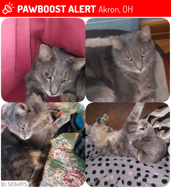Lost Male Cat last seen Near Eastwood Ave & Burbank, Akron, OH 44305