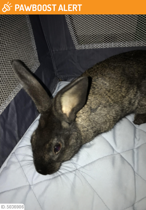 Found/Stray Unknown Rabbit last seen Near Hanover St & Butler Ct, Yorktown Heights, NY 10598