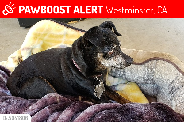 Lost Female Dog last seen Near Benton Ave & Arizona St, Westminster, CA 92683