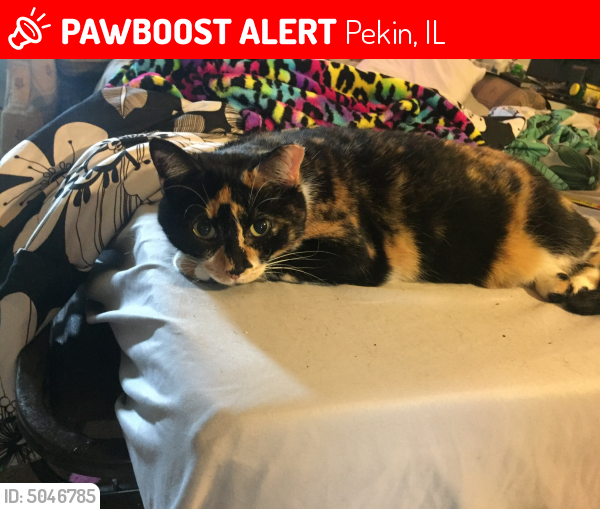 Lost Female Cat last seen Near Peoria St & South St, Pekin, IL 61554