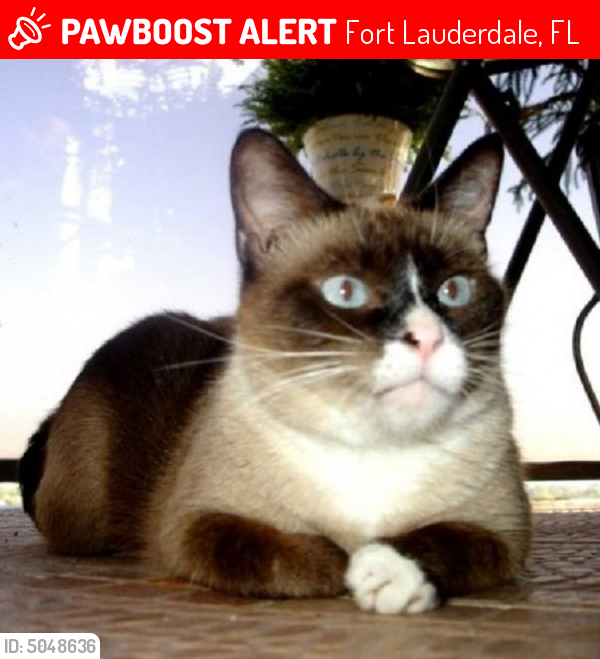 Lost Male Cat last seen Near SW 16th Ct & SW 17th St, Fort Lauderdale, FL 33312
