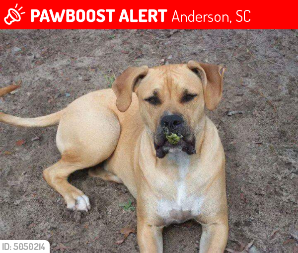 Lost Male Dog in Anderson, SC 29625 Named Yodda (ID 5050214) PawBoost
