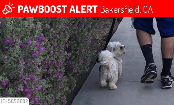 Lost Male Dog last seen Near Trooper Way, Bakersfield, CA  93306, Bakersfield, CA 93306