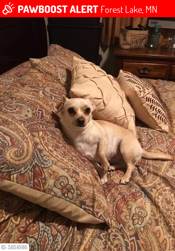 Lost Female Dog in Forest Lake, MN 55025 Named Wonton (ID 5051086