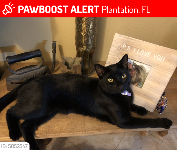 Lost Female Cat last seen Jacaranda Dr Broward Blv, Plantation, FL 33324