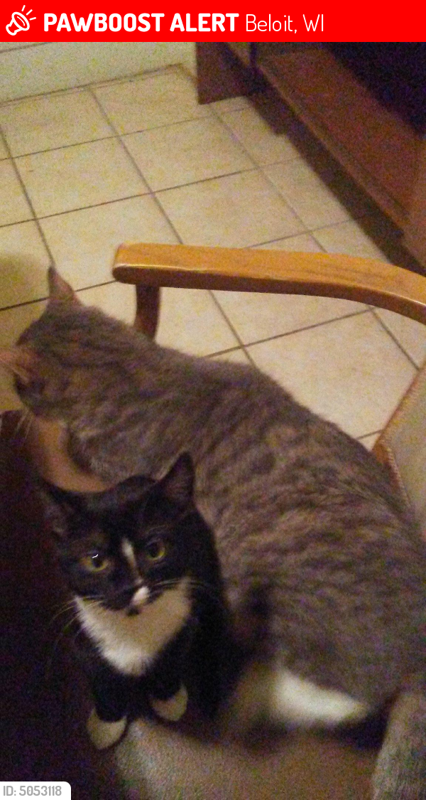 Lost Female Cat in Beloit, WI 53511 Named Oreo (ID 5053118) PawBoost