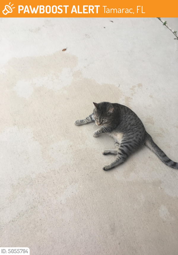 Rehomed Unknown Cat last seen Near NW 57th Ave & NW 59th St, Tamarac, FL 33068