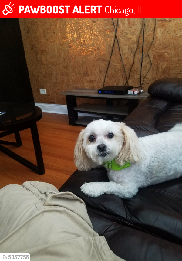 Lost Male Dog last seen Near W 55th St & S Harding Ave, Chicago, IL 60632