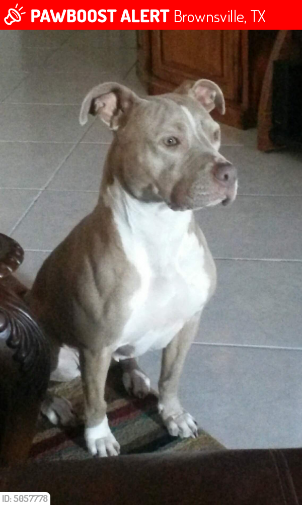 Lost Female Dog last seen Near Windsor Place, Brownsville, TX, USA, Brownsville, TX 78520