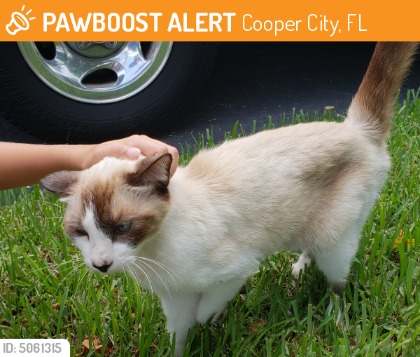 Rehomed Female Cat last seen Near SW 53rd Ct & SW 102nd Ave, Cooper City, FL 33328