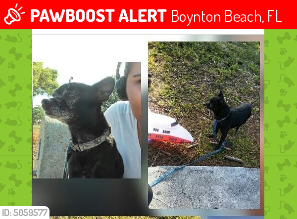 Lost Male Dog last seen Near W Boynton Beach Blvd & N Congress Ave, Boynton Beach, FL 33426