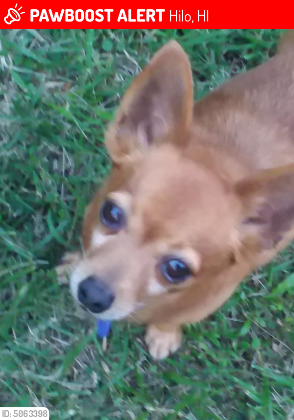 Lost Male Dog last seen Near Kilauea Ave & Hoku St, Hilo, HI 96720