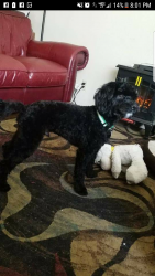 Reunited Male Dog last seen Near W Yale Ct & S Joyce St, Boise, ID 83706