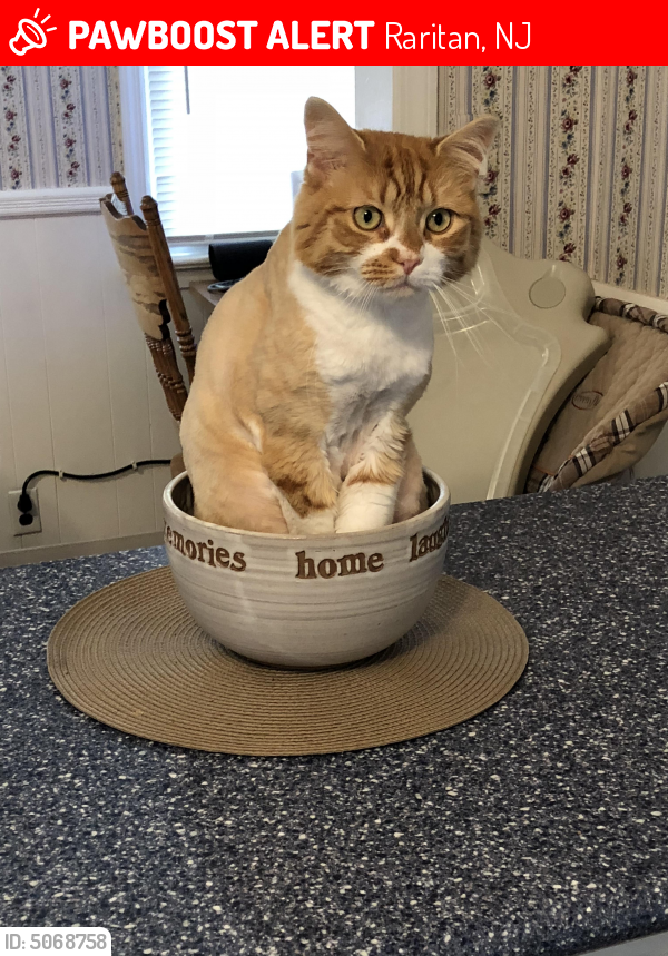 Lost Male Cat last seen Near Elmer St & la Grange St, Raritan, NJ 08869