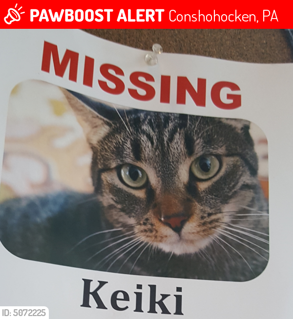 Lost Female Cat last seen Near East Elm Street, Conshohocken, PA, USA, Conshohocken, PA 19428