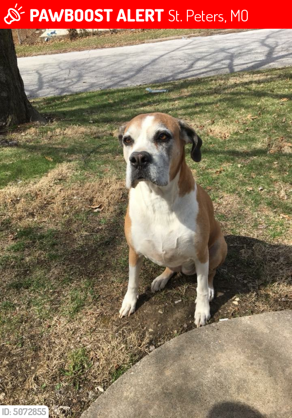 Lost Female Dog last seen Near Saint Paul Drive, St. Peters, MO, USA, St. Peters, MO 63376
