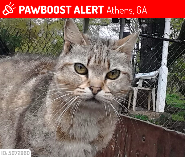 Lost Female Cat last seen Whitehall Rd and South Milledge Ave., Athens, GA 30605