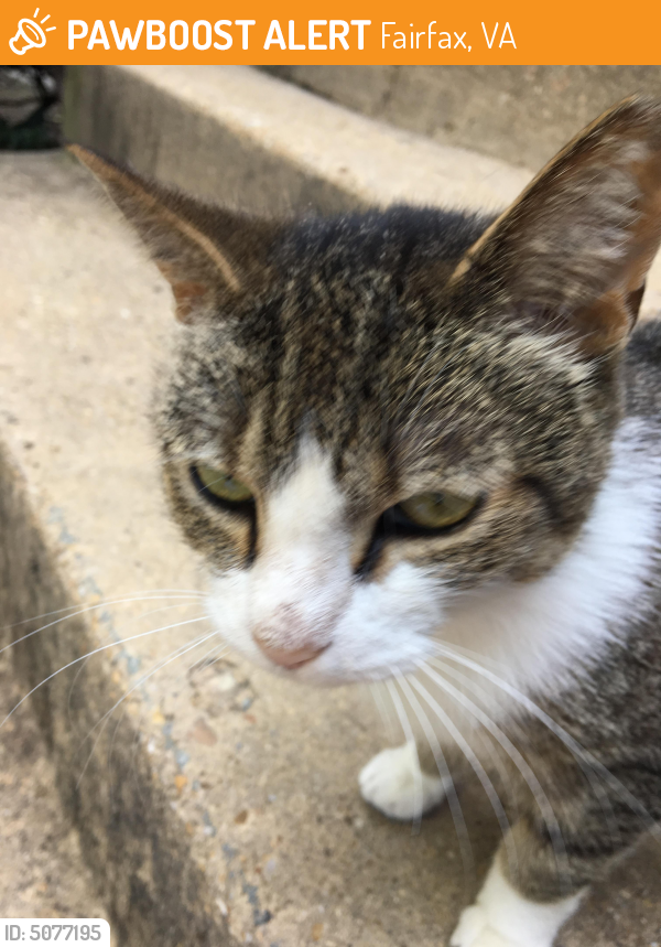 Found/Stray Unknown Cat last seen Near Lyndhurst Dr & Main St, Fairfax, VA 22031