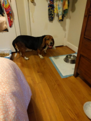 Reunited Male Dog last seen Near Gun Barrel Rd & Mahogany Grove Ln, Montpelier, VA 23192