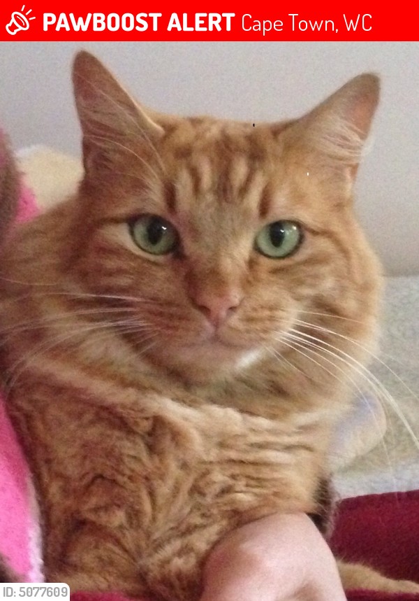 Lost Male Cat last seen Jacaranda Street, Protea Hoogte, Cape Town, South Africa, Cape Town, WC 7560