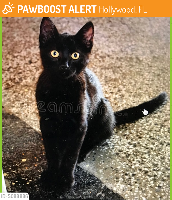 Found/Stray Unknown Cat last seen Near N 40th Ave & Wilson St, Hollywood, FL 33021