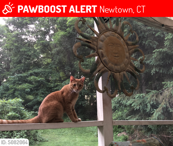Lost Male Cat last seen Near Currituck Rd & Main St, Newtown, CT 06470