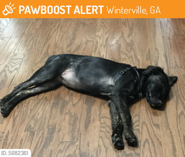 Rehomed Female Dog last seen Near Gretchen Ln & Spring Valley Rd. , Winterville, GA 30683