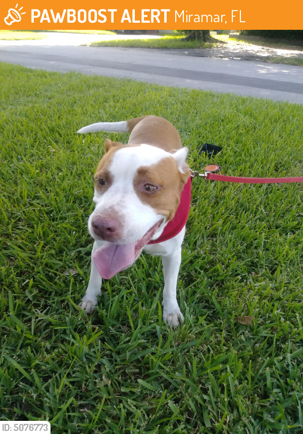 Surrendered Female Dog last seen Near Arcadia Dr & Plantation Blvd, Miramar, FL 33023