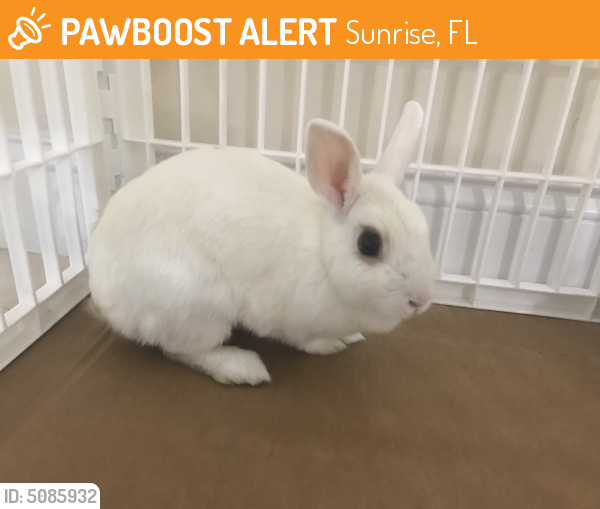 Found/Stray Female Rabbit last seen Near NW 29th St & NW 113th Ave, Sunrise, FL 33323