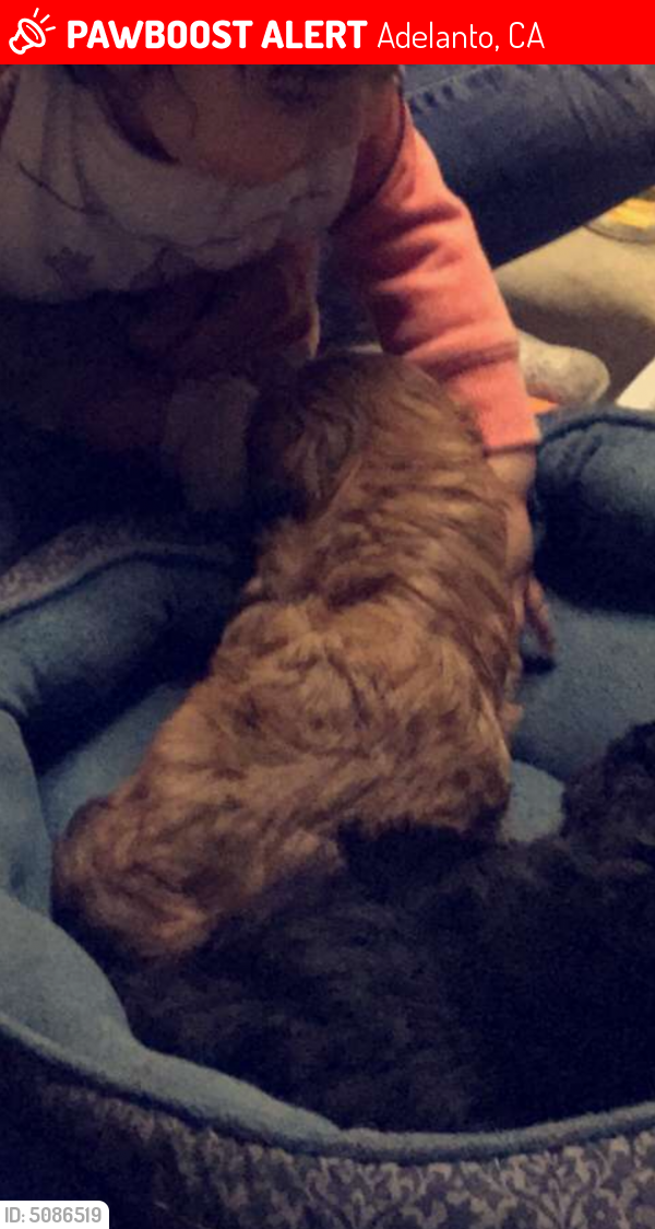 Lost Female Dog last seen Near Star St & Henderson St, Adelanto, CA 92301