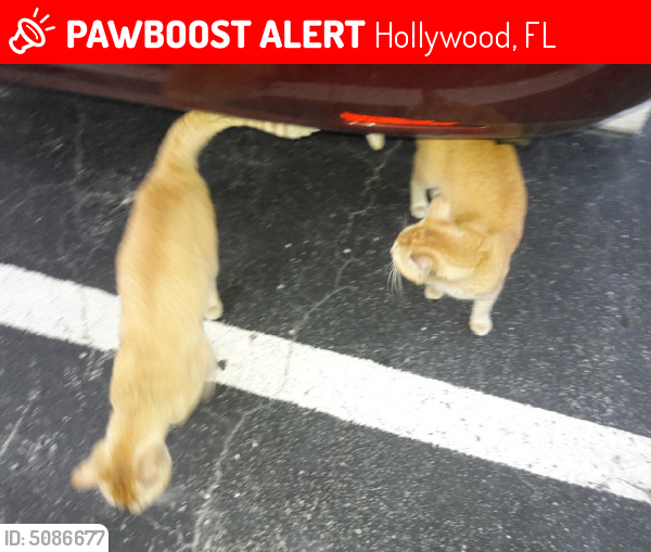 Lost Male Cat last seen Near Johnson St & N 14th Ct, Hollywood, FL 33020