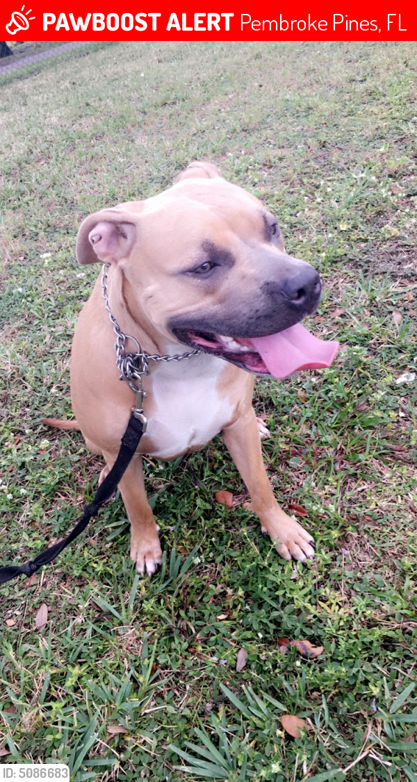Lost Female Dog last seen Near SW 86th Ave & SW 14th St, Pembroke Pines, FL 33025