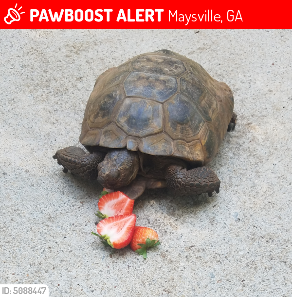 Lost Female Reptile last seen Near N Main St & Wilson St, Maysville, GA 30558