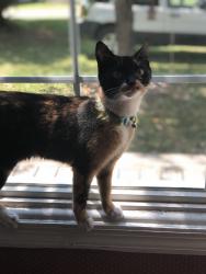 Reunited Female Cat last seen Near Rice Rd & Pine Forest Rd, Spartanburg, SC 29303