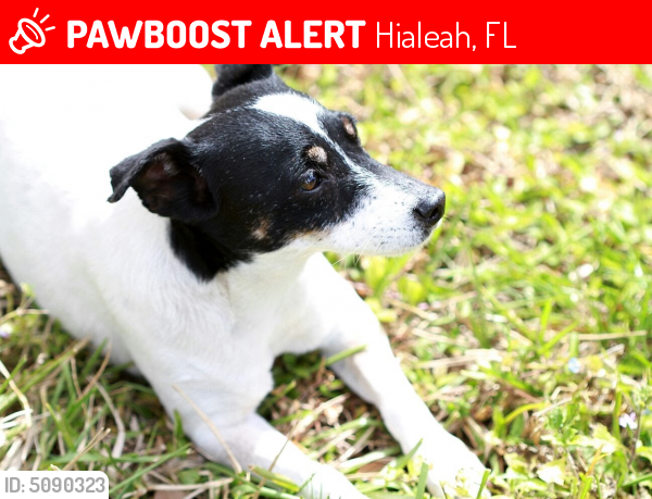 Lost Male Dog last seen Near NW 61st Ct S, Hialeah, FL, USA, Hialeah, FL 33015