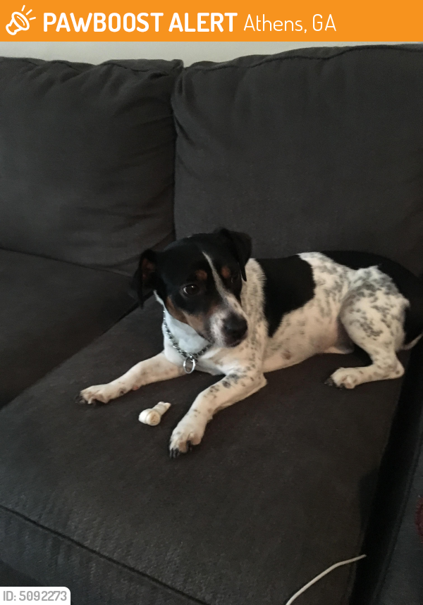 Found/Stray Female Dog last seen Fourth St and Old Hull Rd, Athens, GA 30601