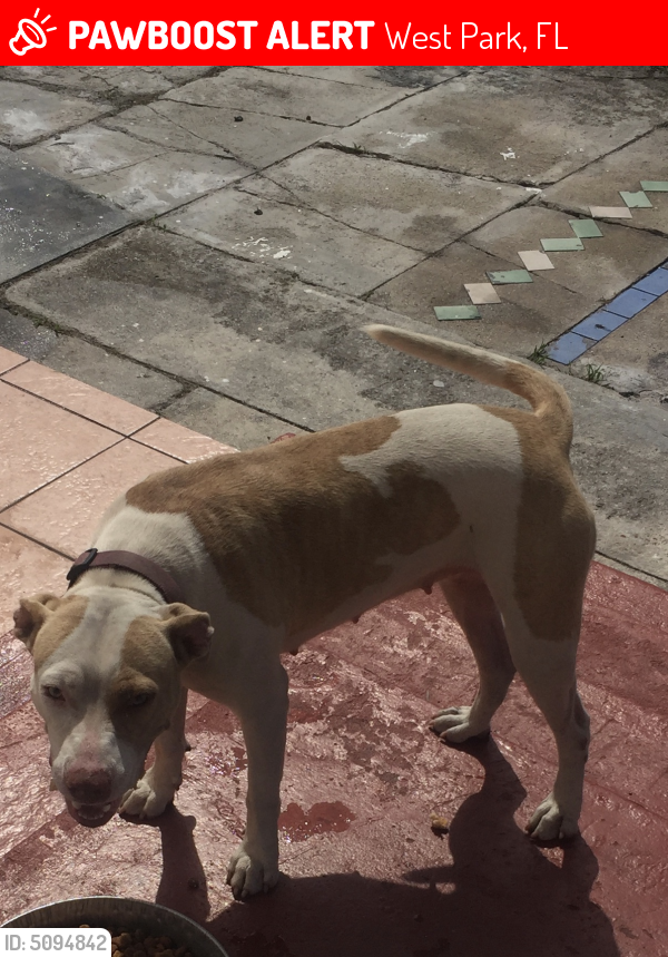 Lost Female Dog last seen Near S 56th Ave & SW 38th St, West Park, FL 33023