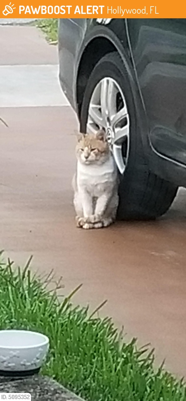 Found/Stray Unknown Cat last seen Near Johnson St & N 14th Ave, Hollywood, FL 33019