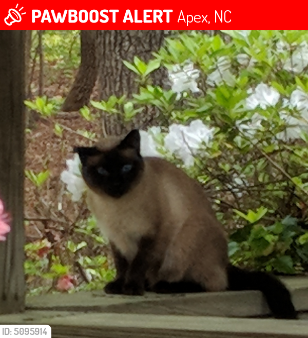 Lost Female Cat last seen Near Old Jenks Rd & Twin Creek Rd, Apex, NC 27523