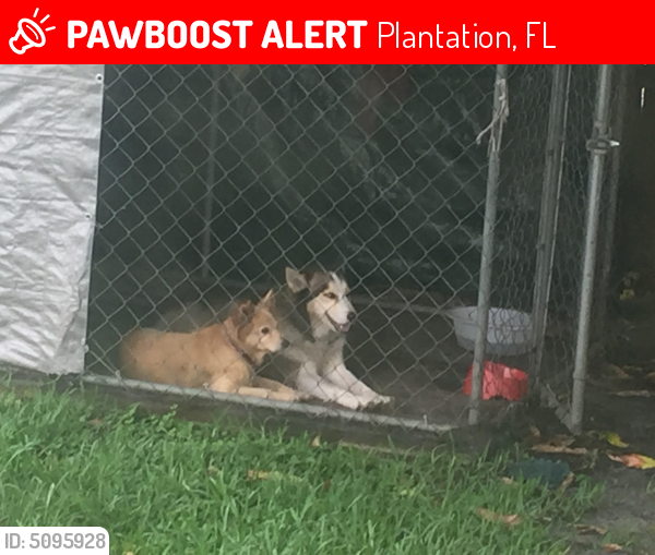 Lost Female Dog last seen Near NW 3rd Pl & NW 45th Ter, Plantation, FL 33317