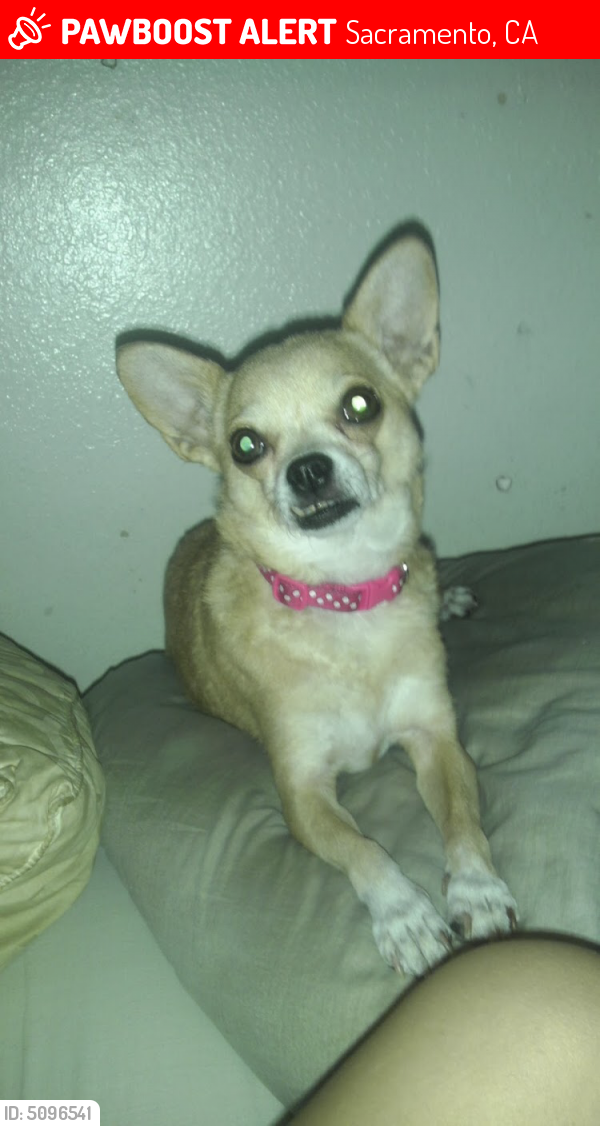 Lost Female Dog last seen Near Center Parkway & Lerner, Sacramento, CA 95823