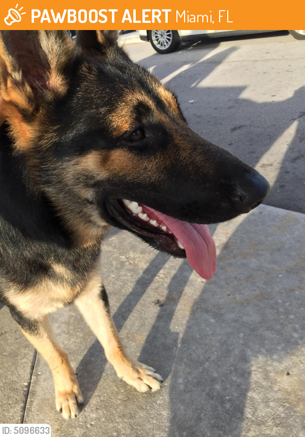 Found/Stray Unknown Dog last seen Near I- 95 Express Toll & US Hwy 441, Miami, FL 33169